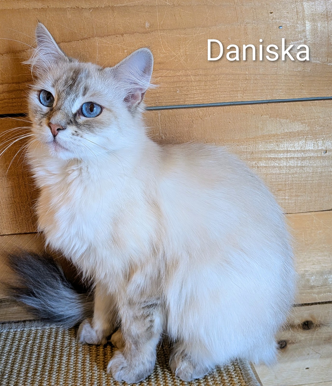 Daniska, blue tabby point Neva Masquerade cat at Eagle Mountain Siberians