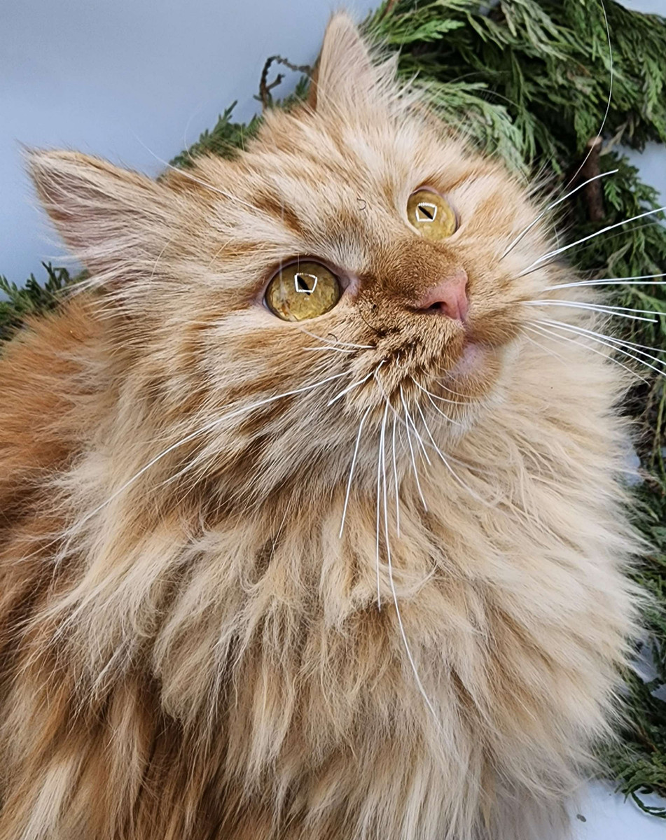 Felitsa Eaglemountain — Red Tabby