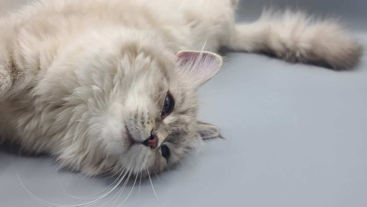 Kuvshinka Iz Tverskogo Knyazhestva — Blue Tabby