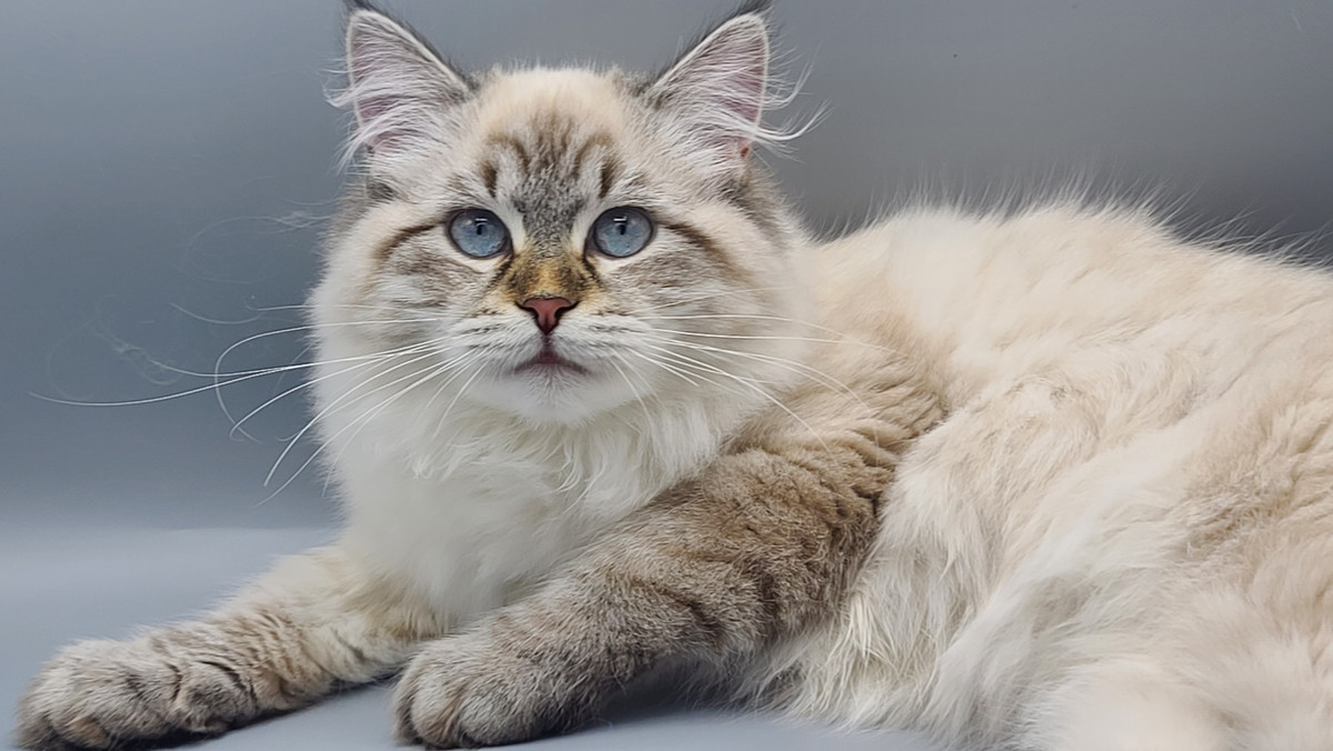 Lila Iz Tverskogo Knyazhestva — Seal Tabby