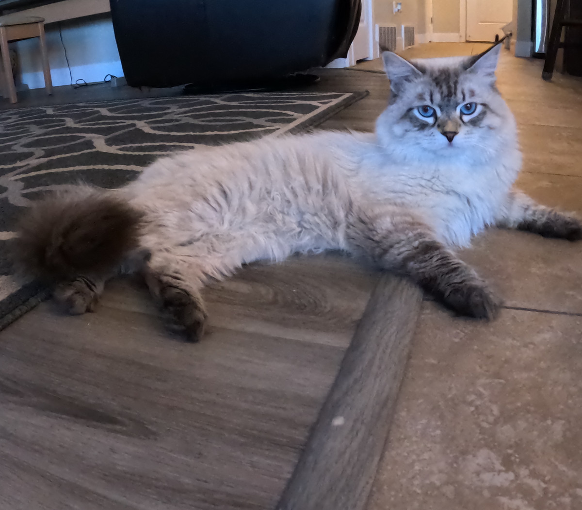 Priyatel Nevafox — Seal Lynx Point