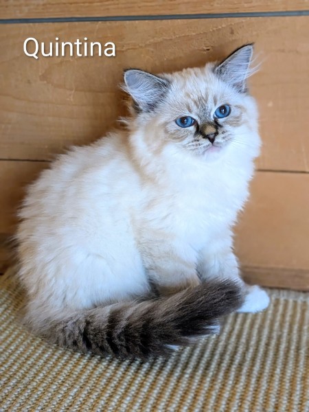 Quintina, Seal Lynx Point Neva Masquerade kitten, 18 weeks