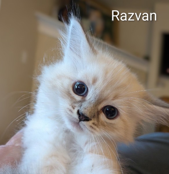 Razvan, Cream Point (color developing) Neva Masquerade kitten, 14 weeks