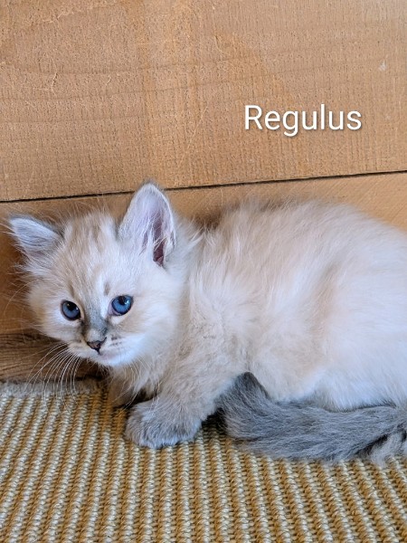 Regulus, Cream Point (color developing) Neva Masquerade kitten, 15 weeks